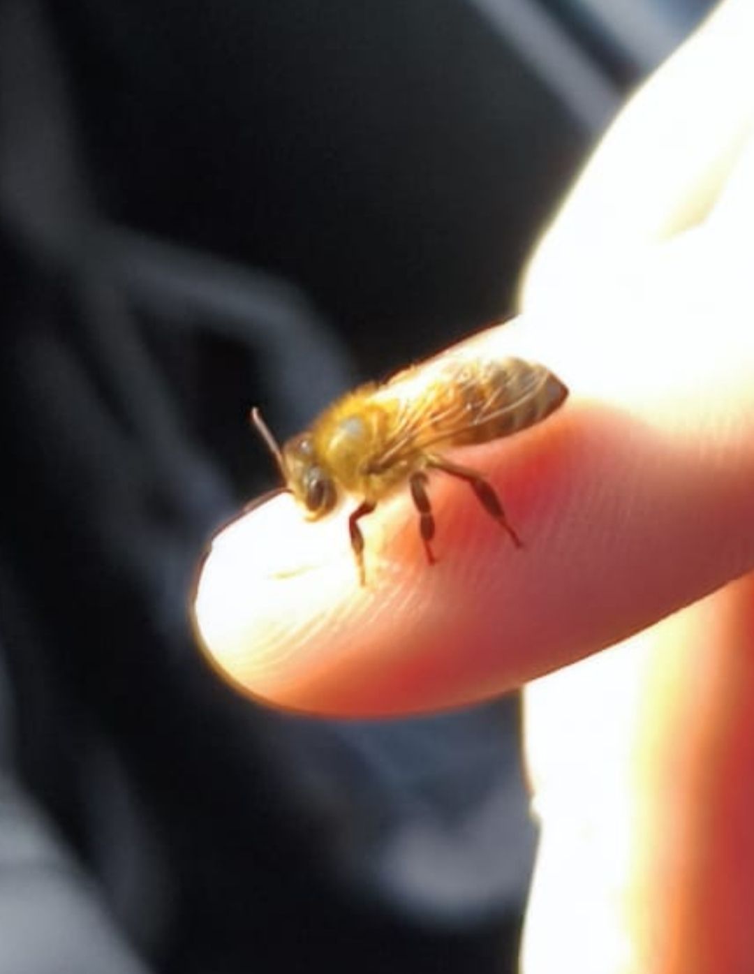 Apiario nella natura